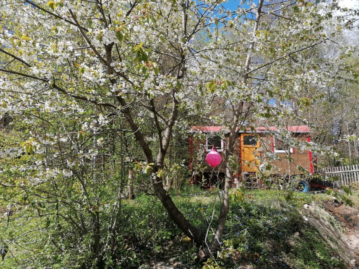 Villa Viriditas Elbingerode  Bagian luar foto